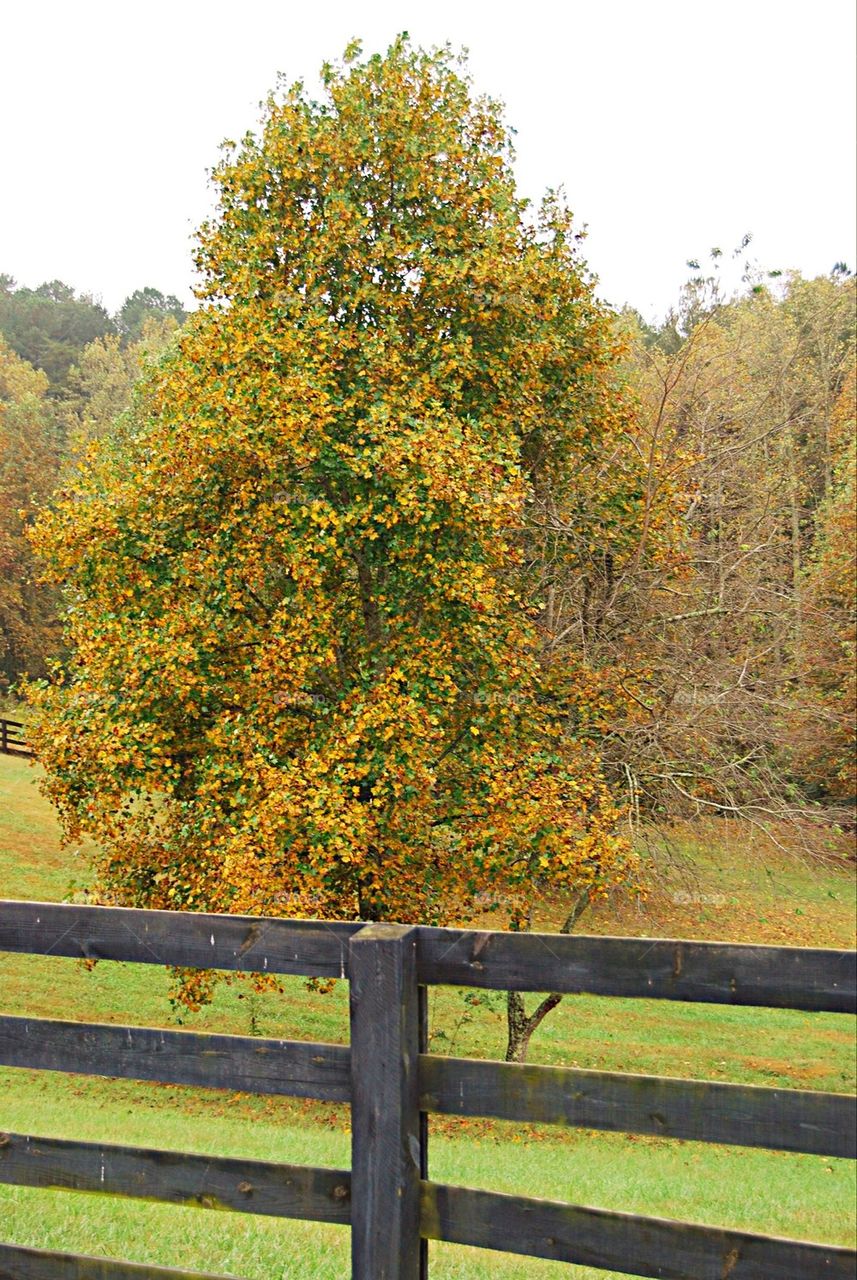 Fall tree in the pasture