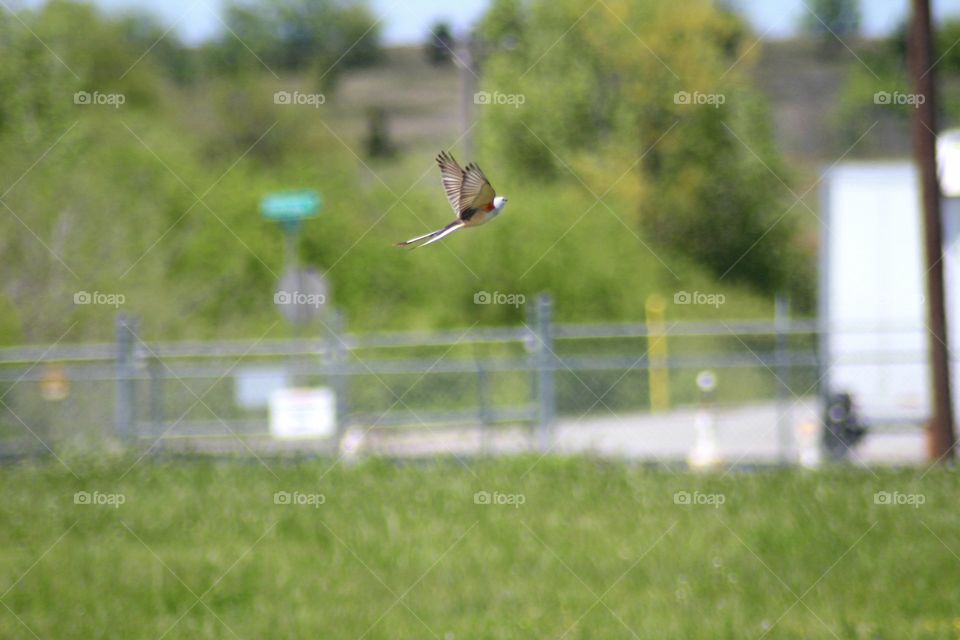 Scissor Tail Flycatcher