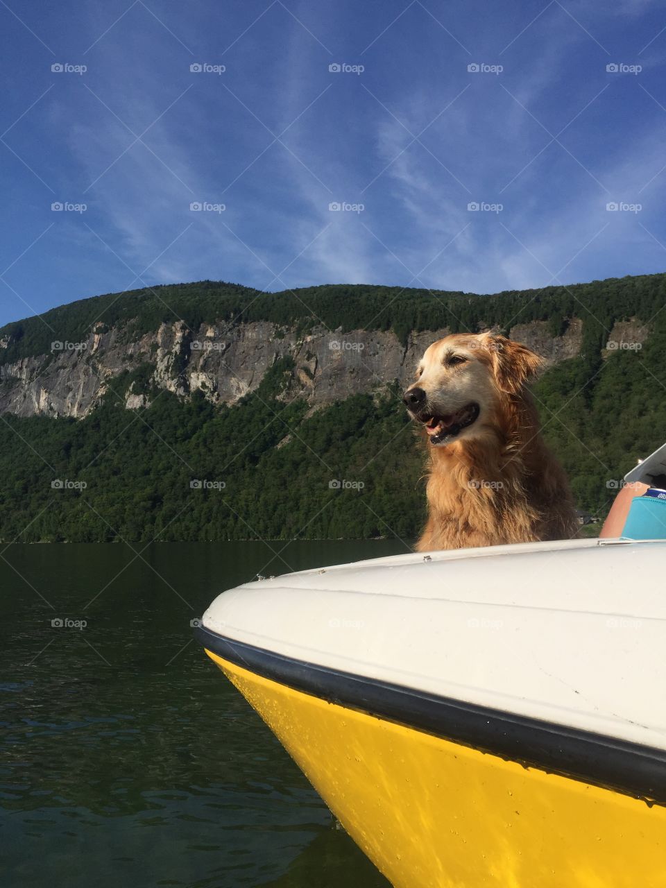 Handsome golden face 