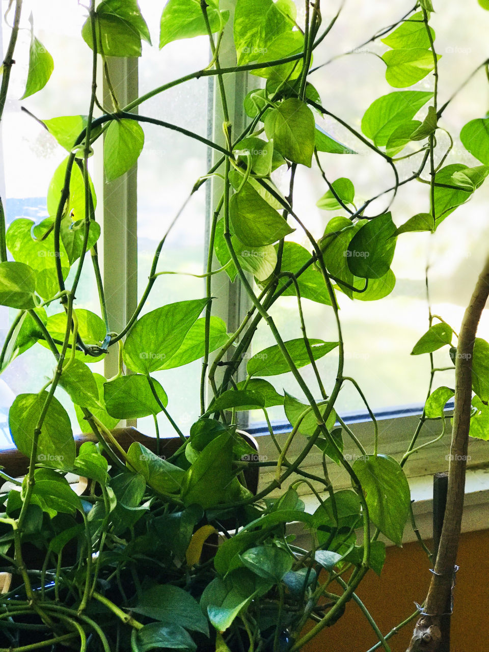 Closeup shot of a Philodendron indoor houseplant in my front window. It gets lots of sunlight and provides a natural green screen. 