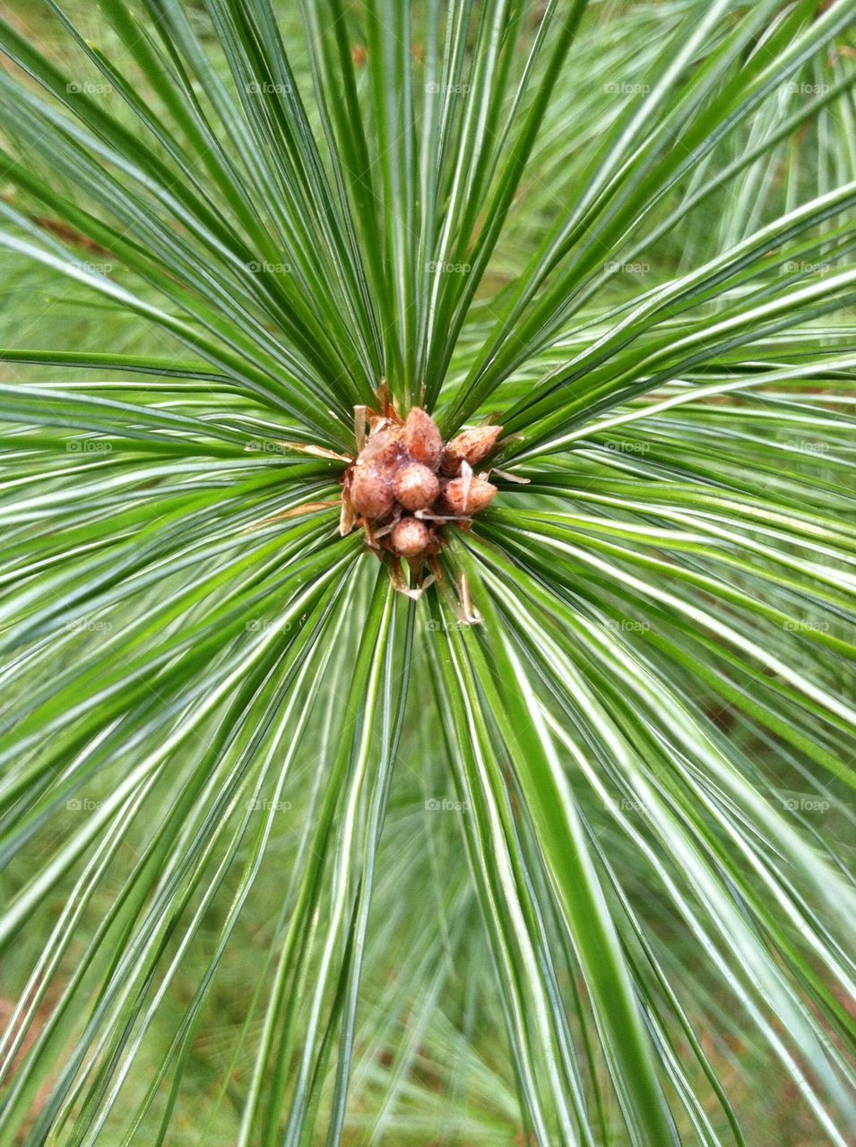 Pine tree 