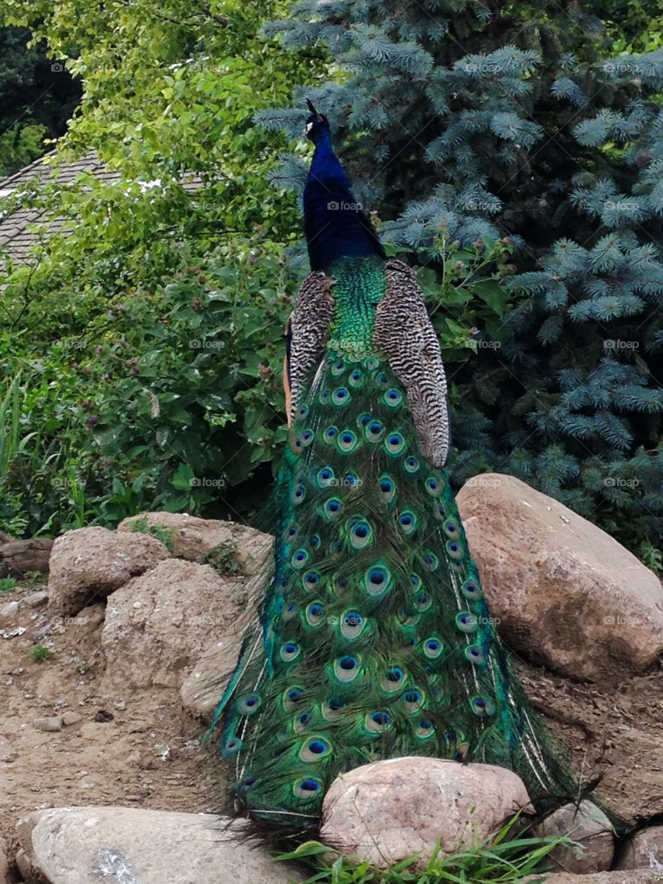 Peacock