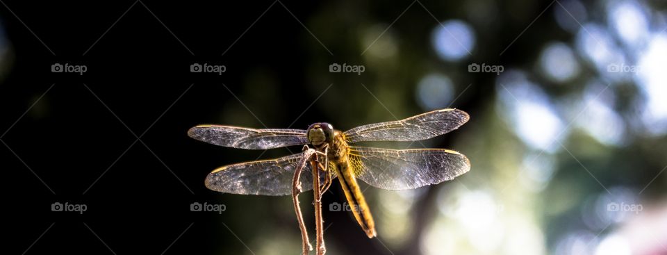 Dragon fly close up which can be used for motivational quotes