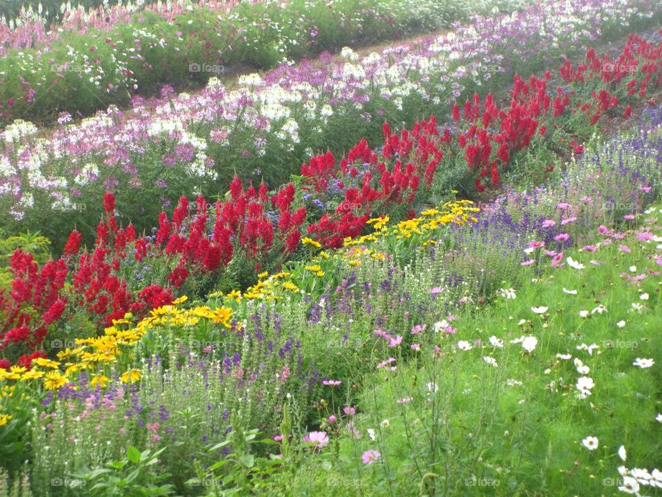 Bartlett Farms flower crops