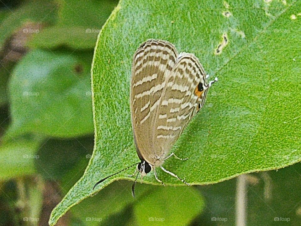 A beautiful little butterfly perched on a leaf