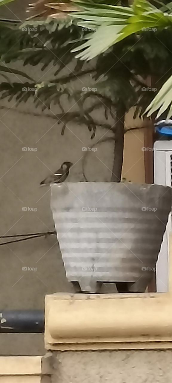 sparrow under the Christmas tree for shed