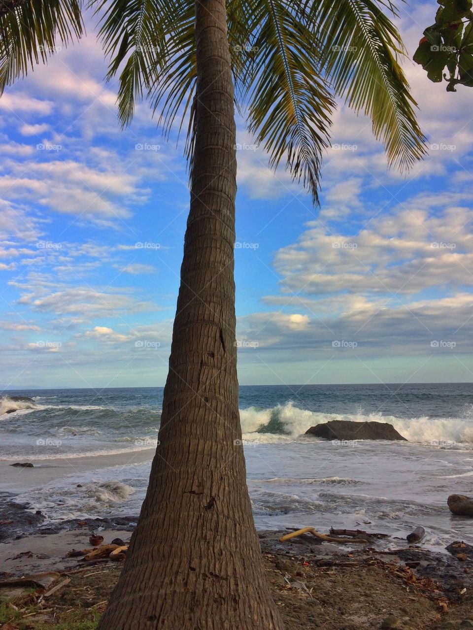 View of a palm tree on beach