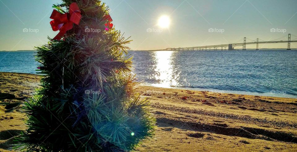 Christmas Tree on the Beach