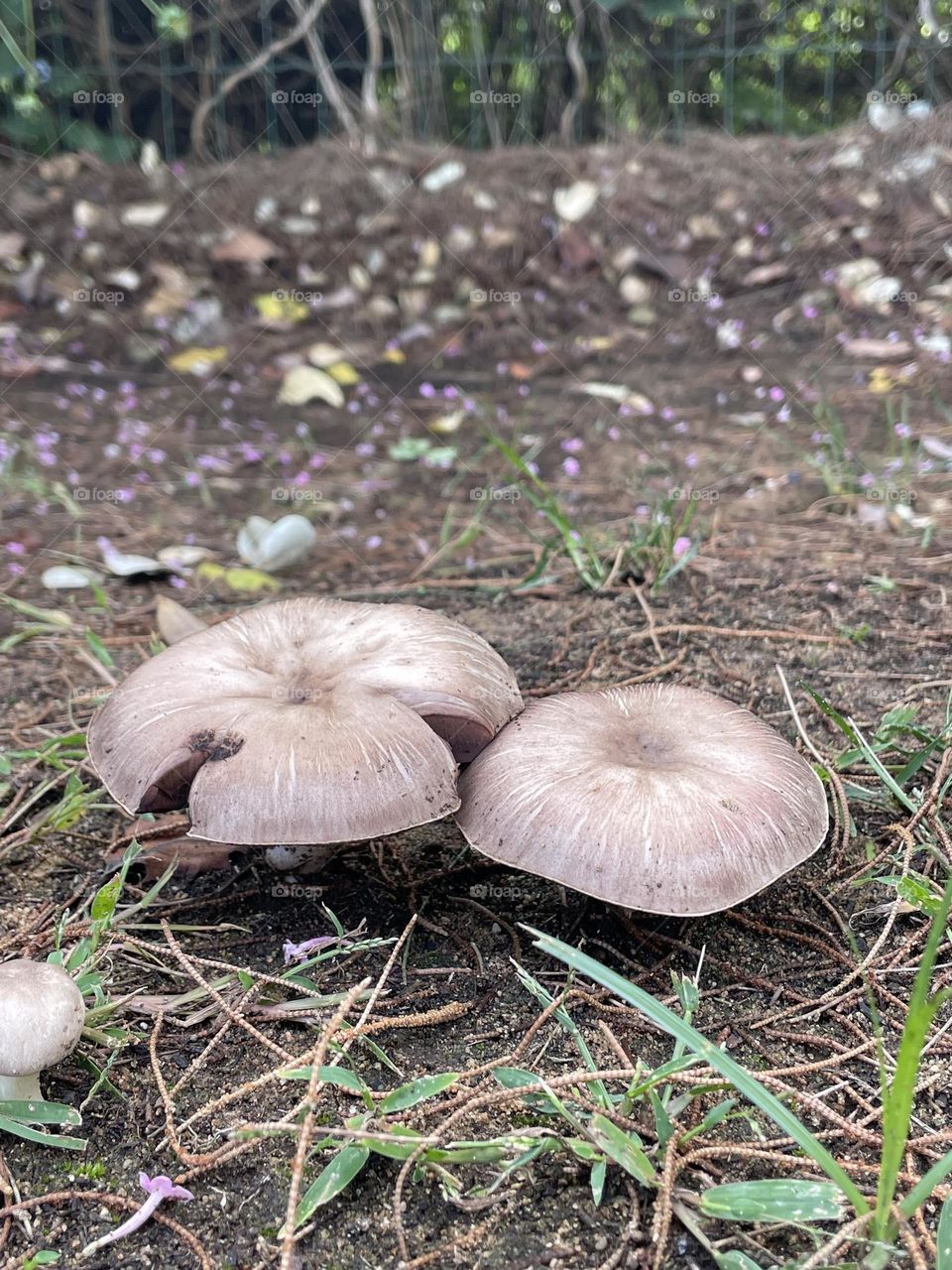 Cogumelos, Fungos, Mushrooms
