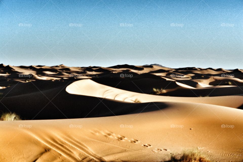 Sahara Desert Sand Dune . Sahara Desert Sand Dune 