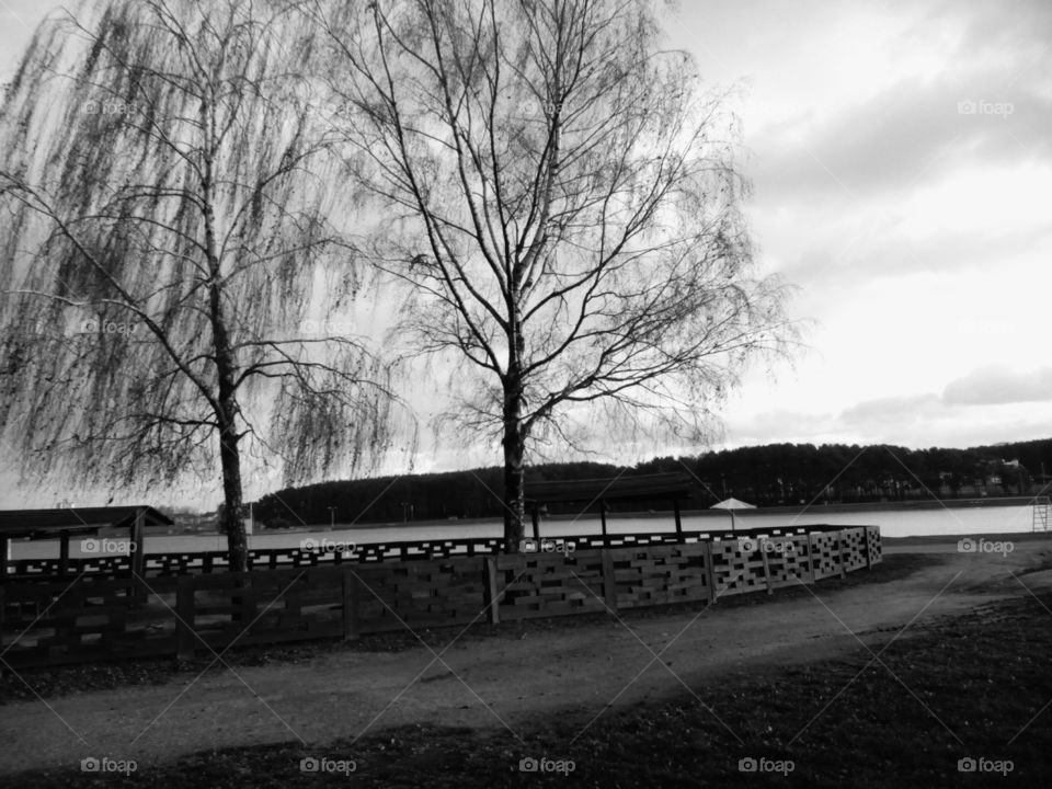 Tree, Road, Landscape, No Person, Winter