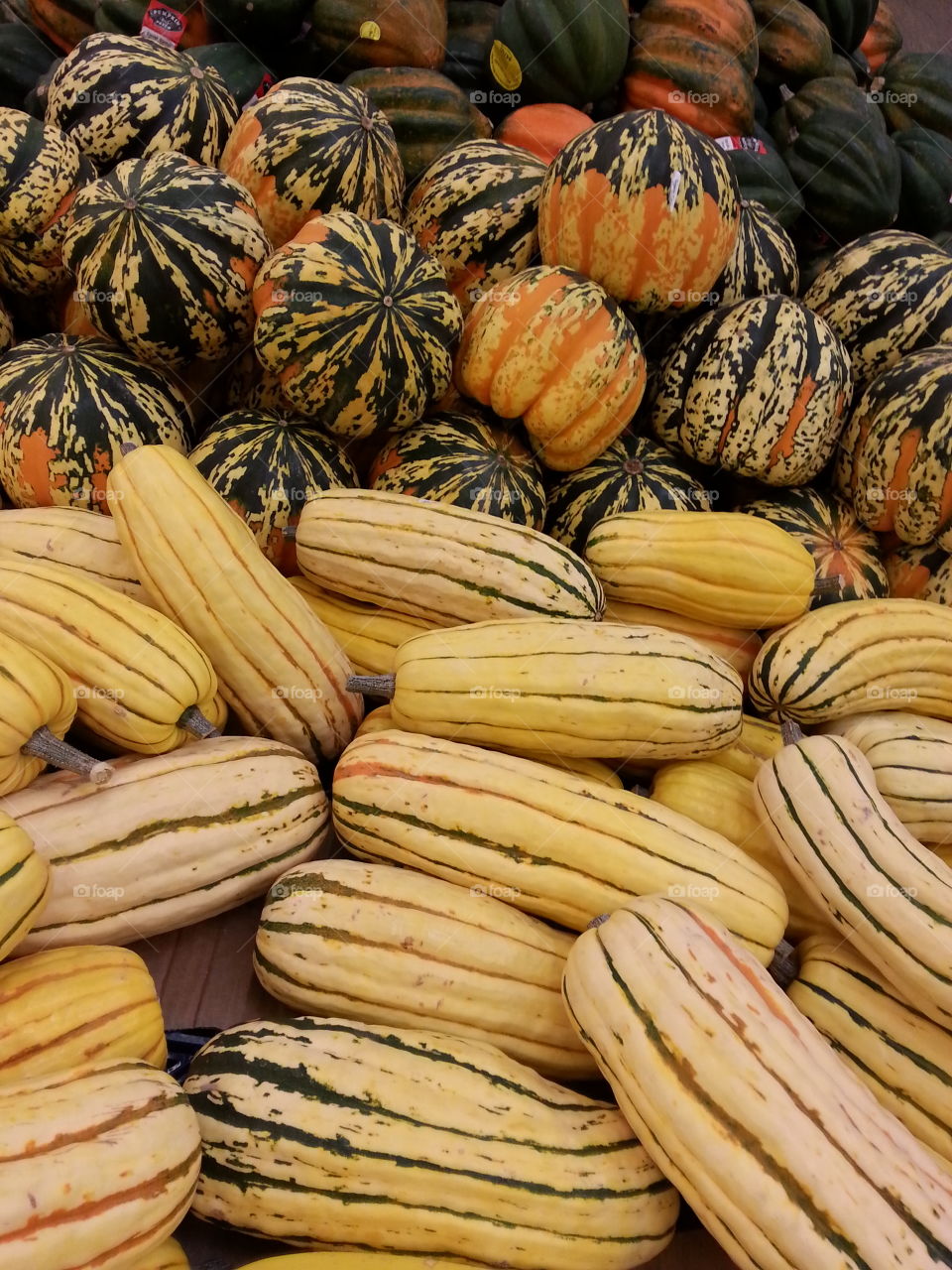 gourds. harvest