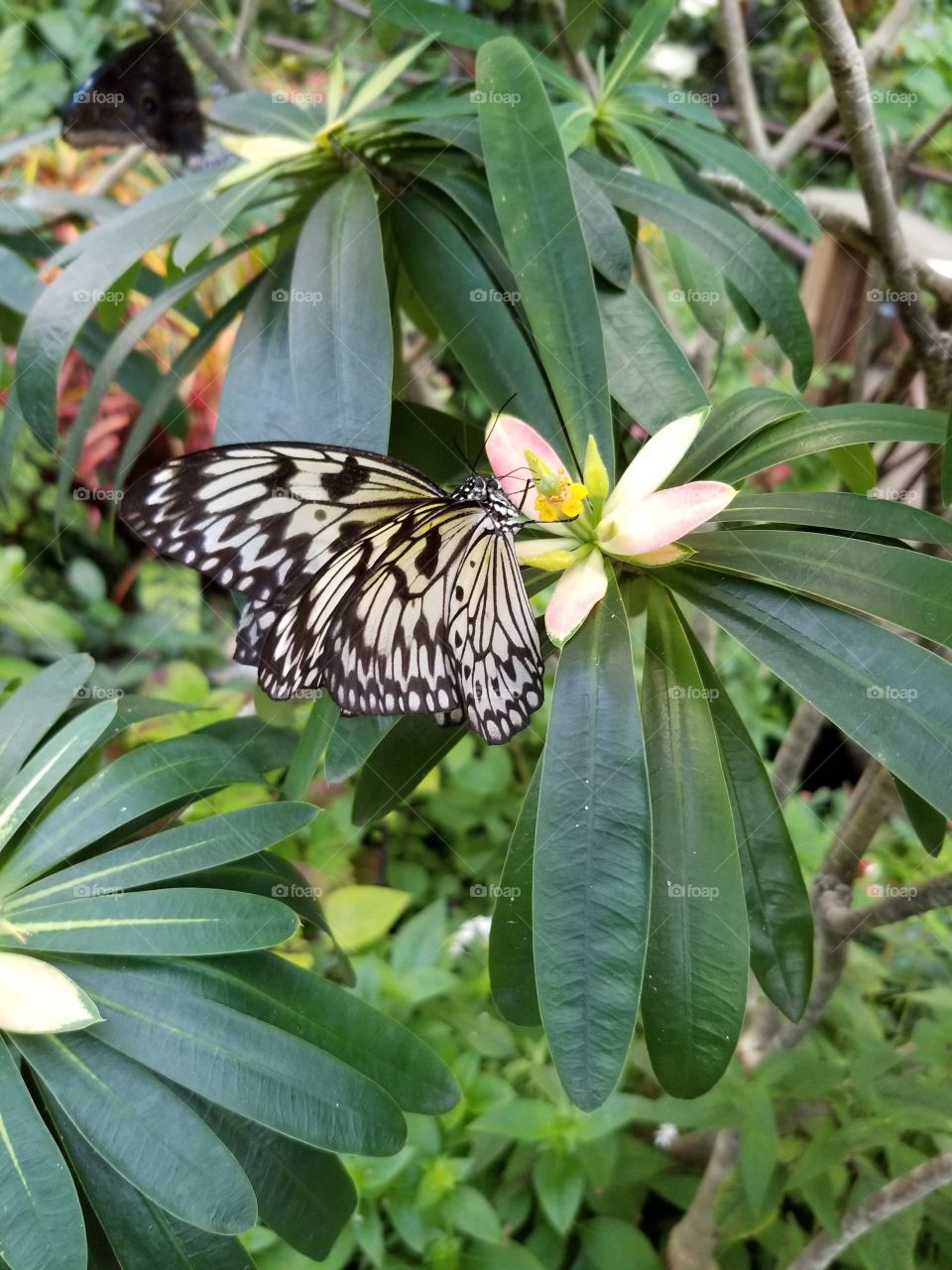 Butterfly on Flower in the Rain Forest