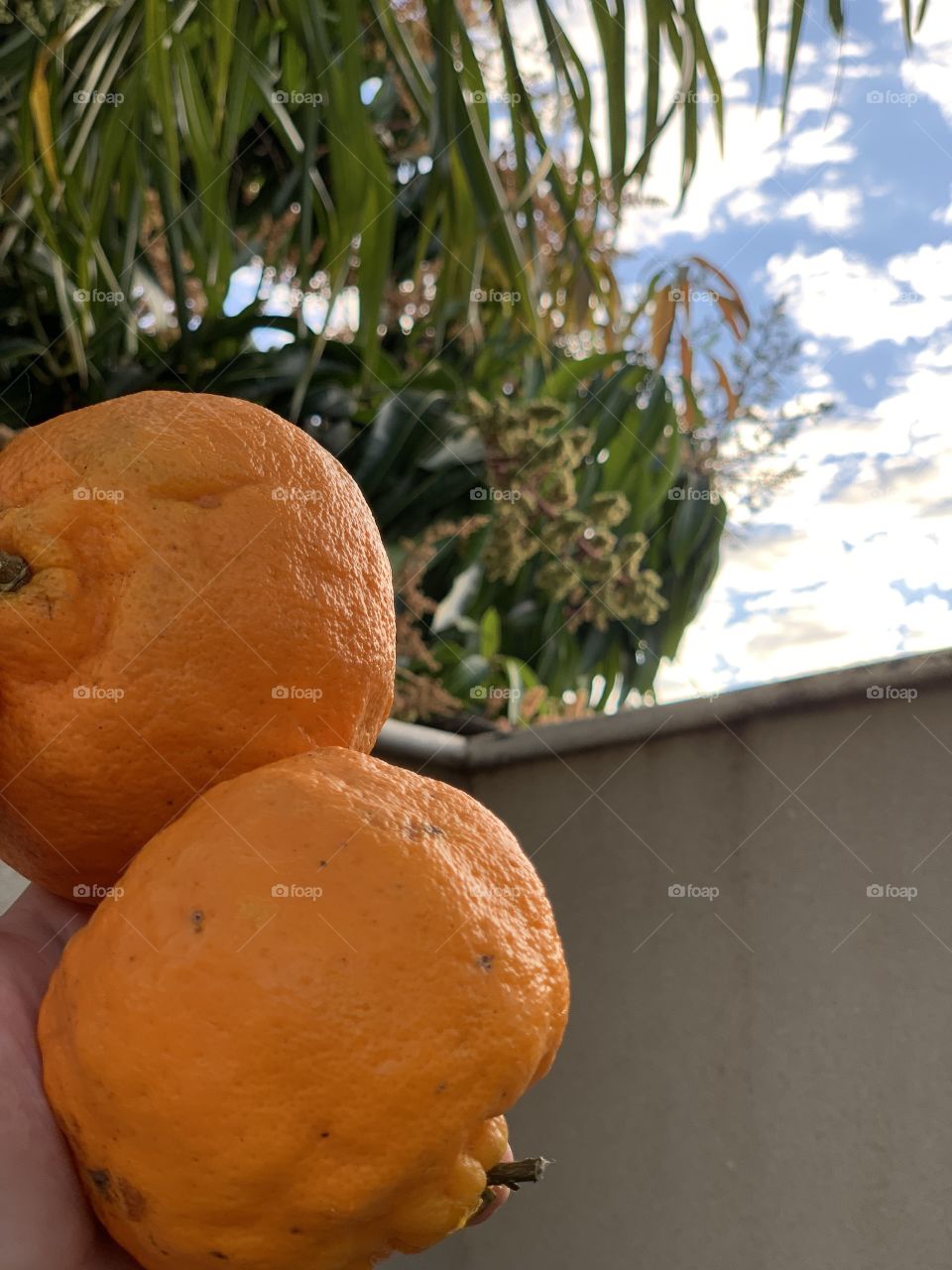 Tangerine with sky blue 