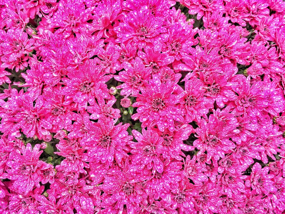 Wet pink flowers