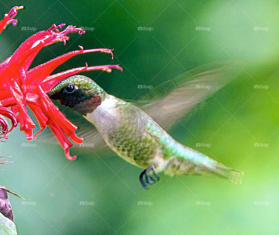 Ruby throated hummingbird eating nectar from bee balm flower