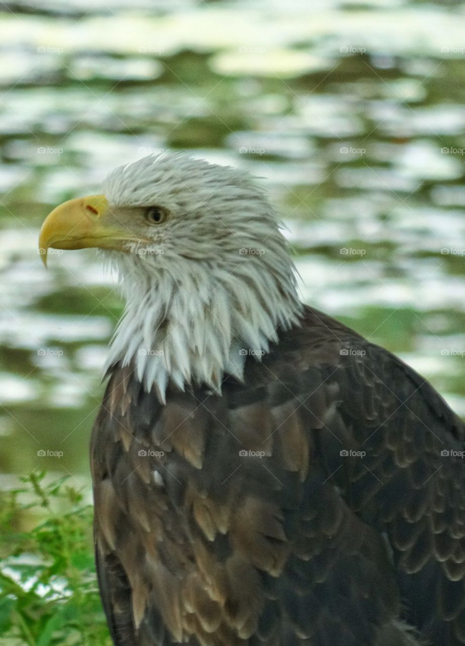 Noble Bald Eagle
