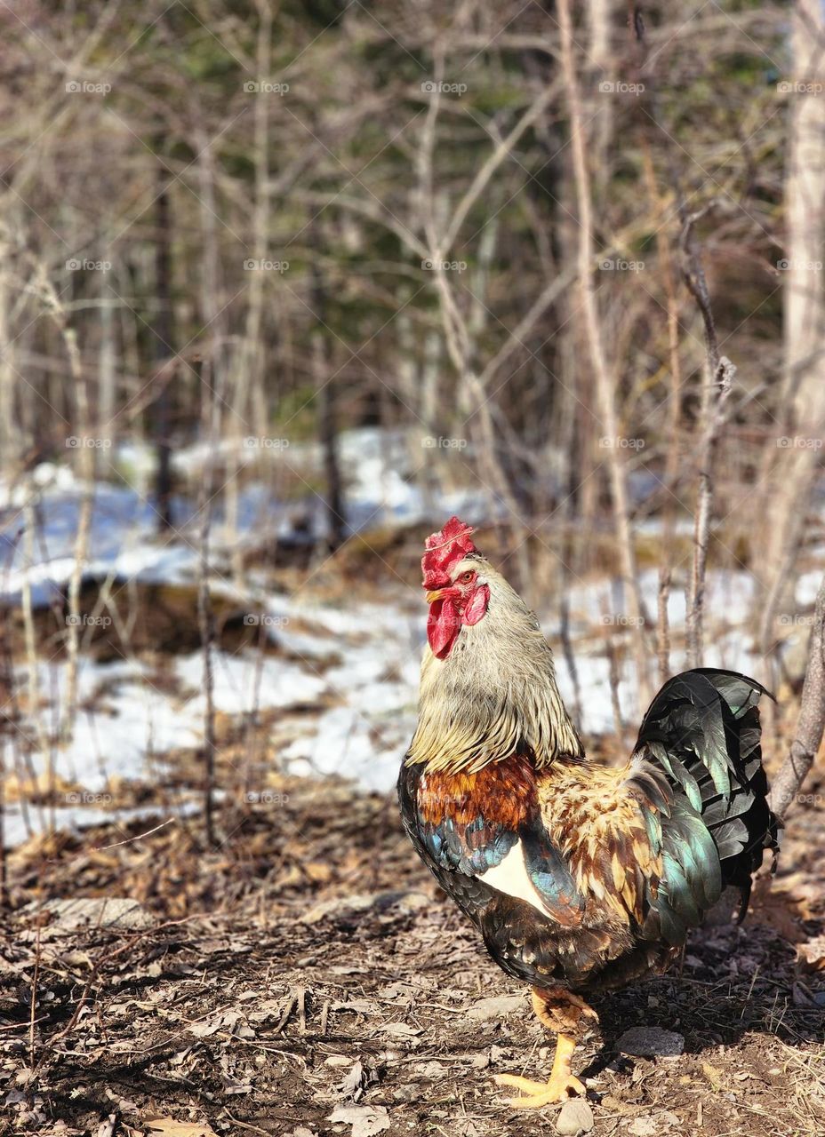 Rooster standing on guard in the forest.