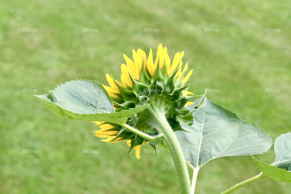 Sunflower 