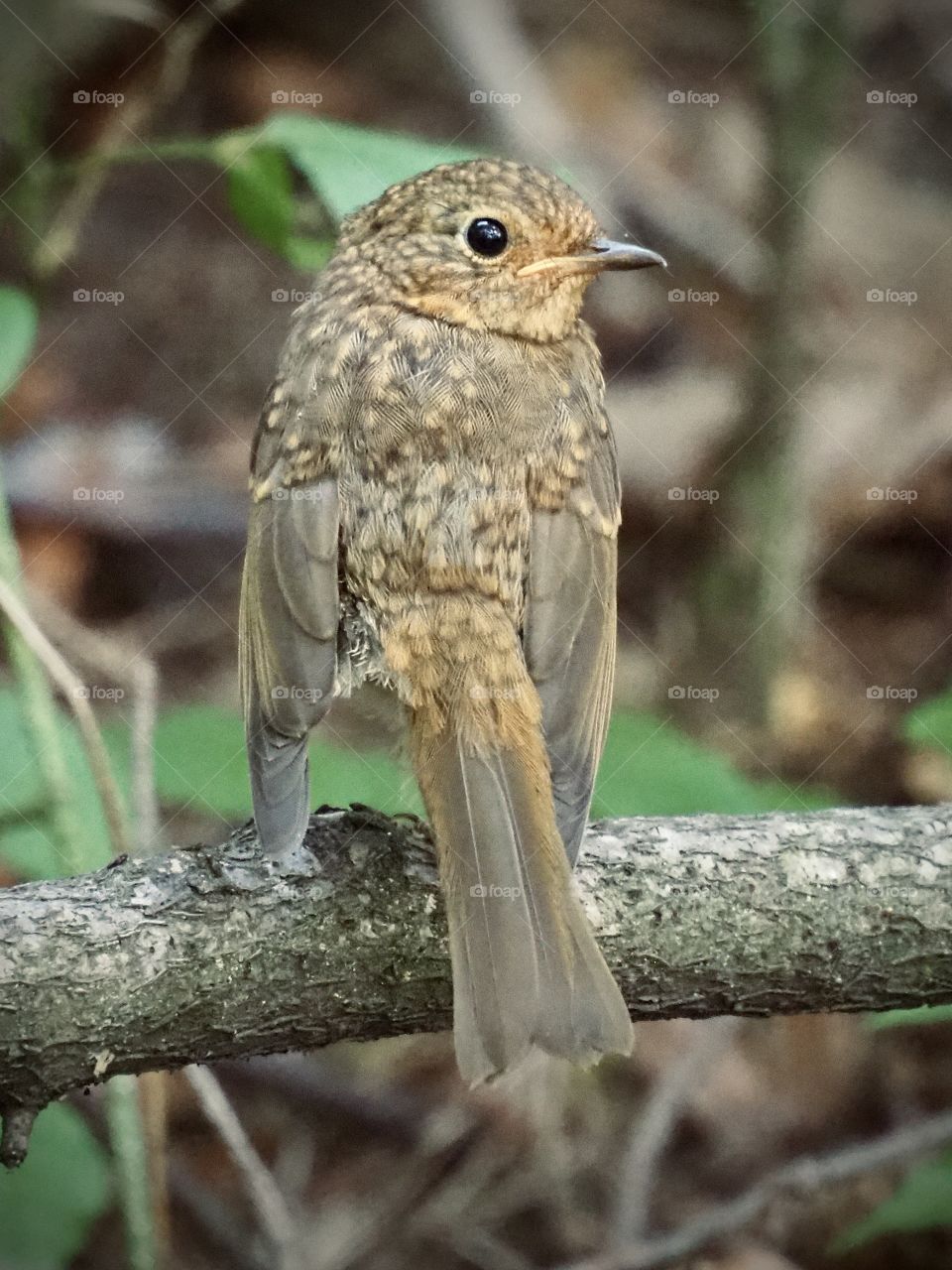 Little robin