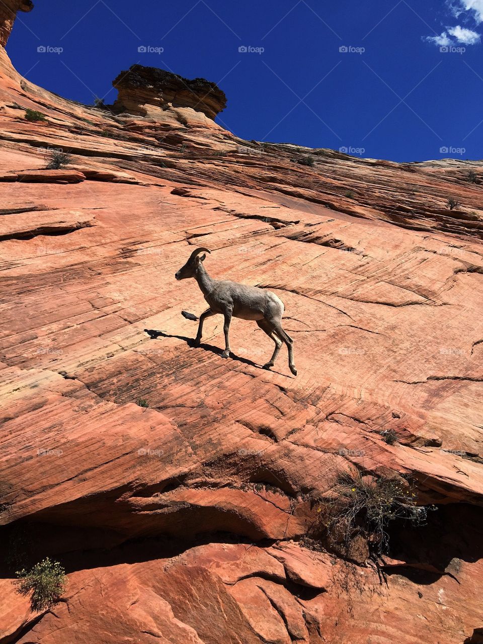 Nature is a beautiful thing to have in this world, in this shot, the dry heat is giving us an ocean blue sky and cool breeze. Take a look at this goat as he climbs up this steep slope. This photo was taken at Zion National Park in September 