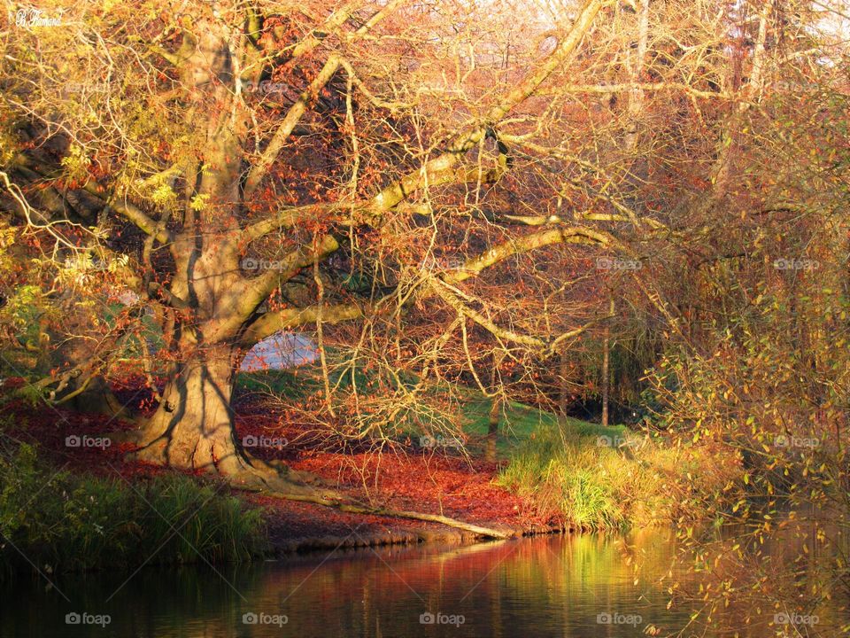 Fall colors in the nearby park