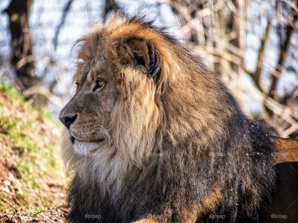 Male lion. Male lion resting in the sun