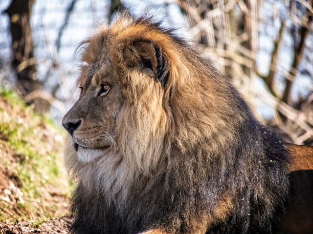Male lion. Male lion resting in the sun