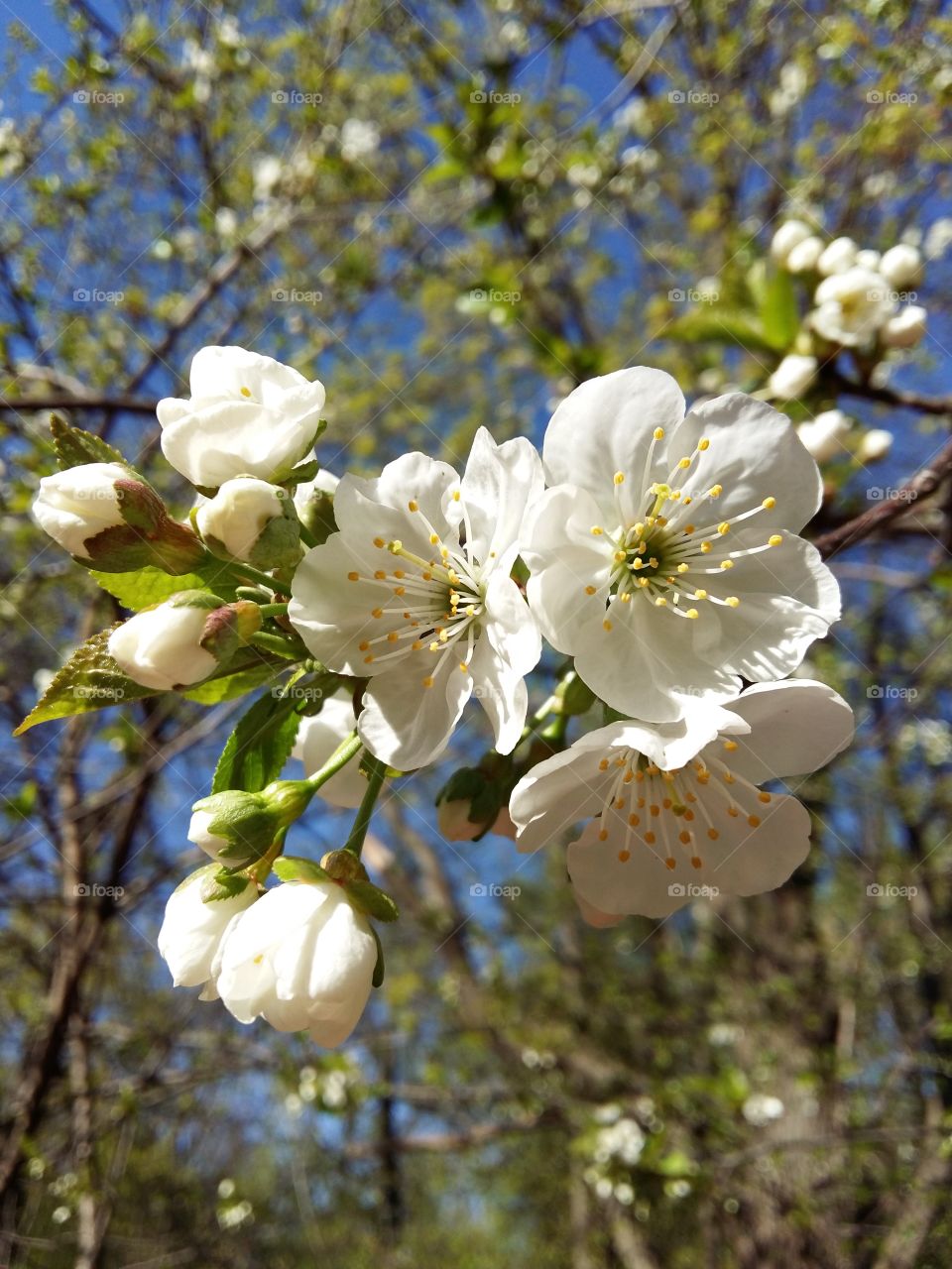 beautiful spring blooming garden flowers beautiful day