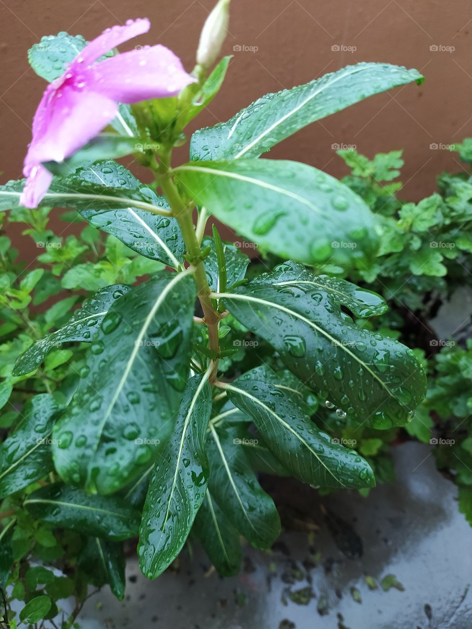 Fresh raindrops resting on the petals and leaves this morning