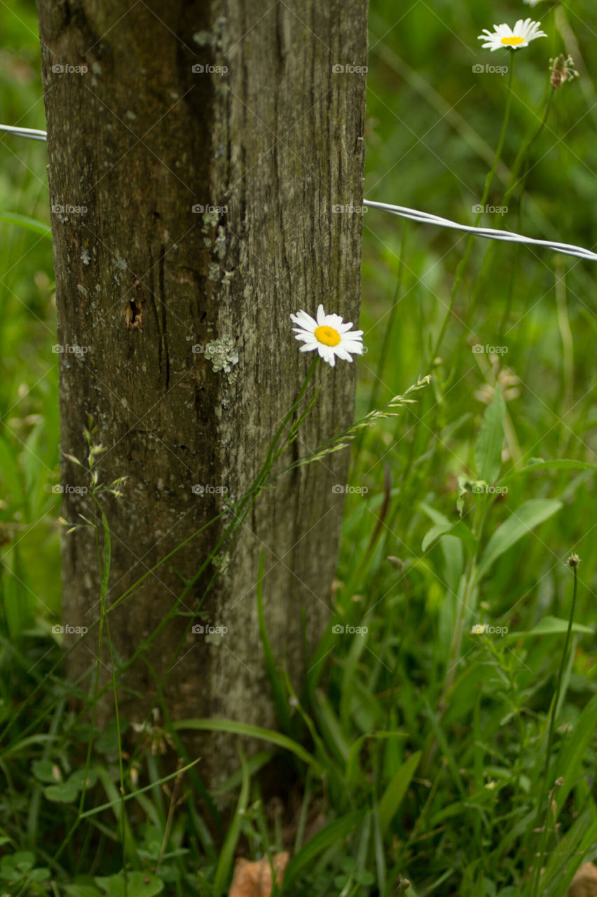 Lone white flower