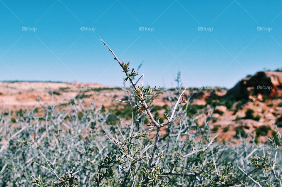 Spike. Needles, Utah