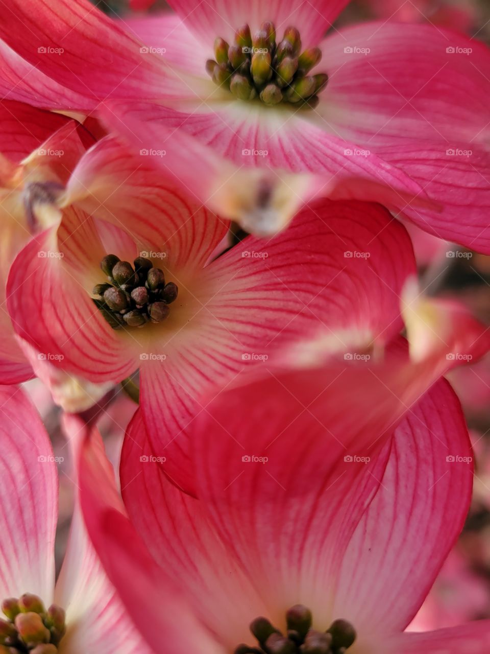 Dogwood tree blooms in April.