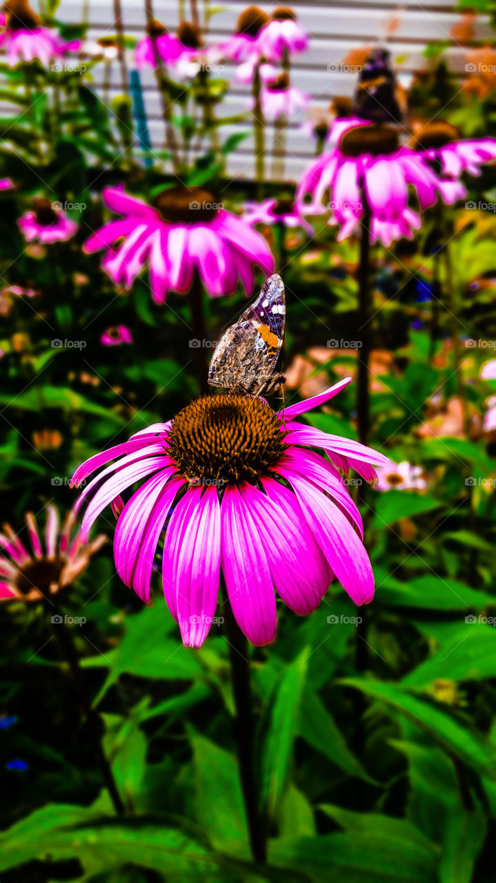 Butterfly on Flower. A nice summer day.
