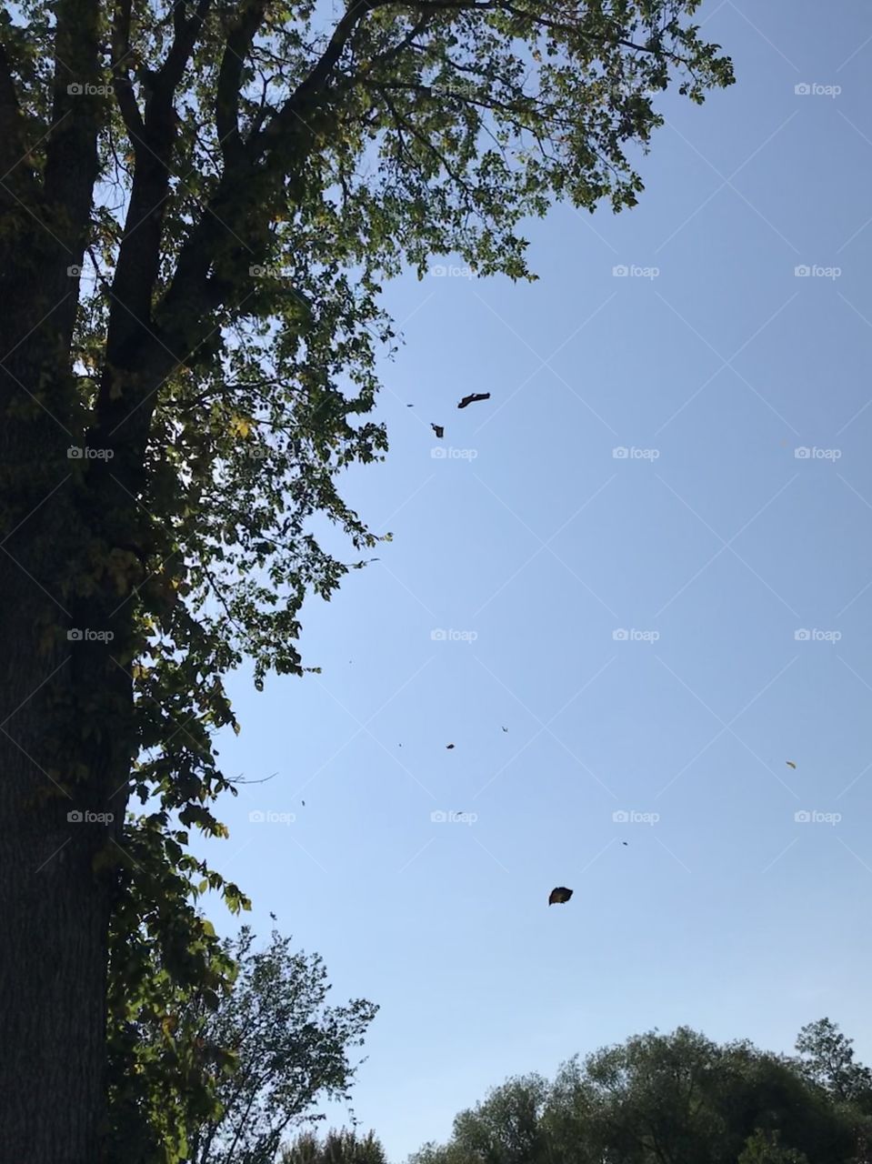 Leaves falling from a tree