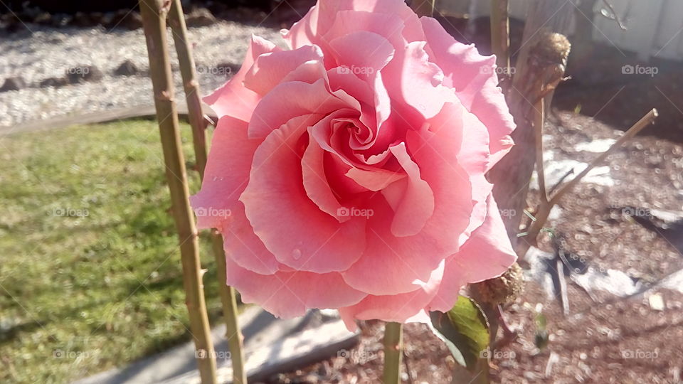Beautiful English rose