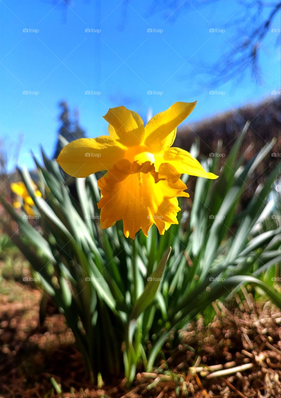 daffodils