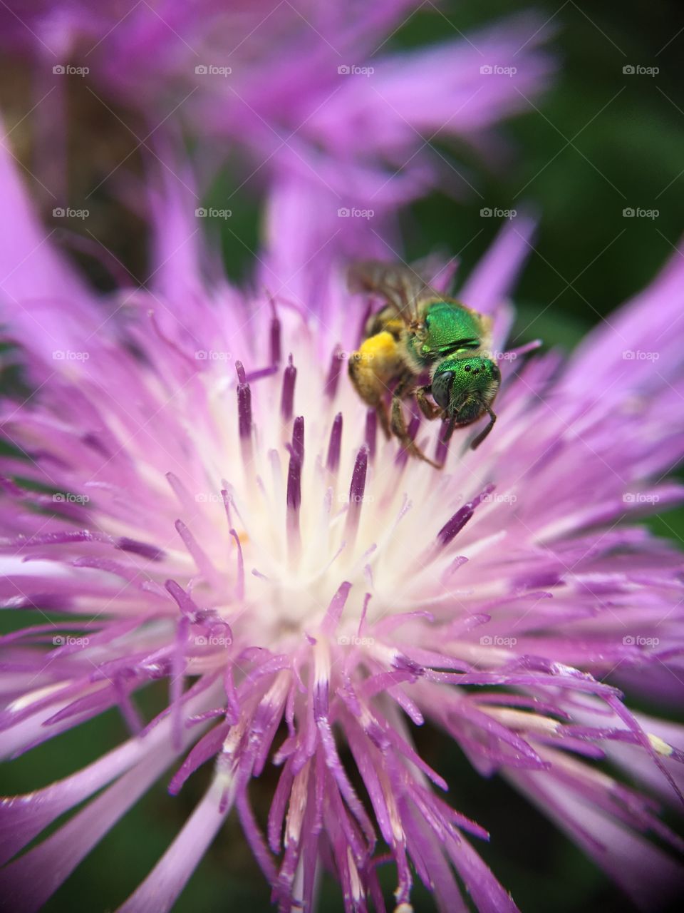 Metallic bee