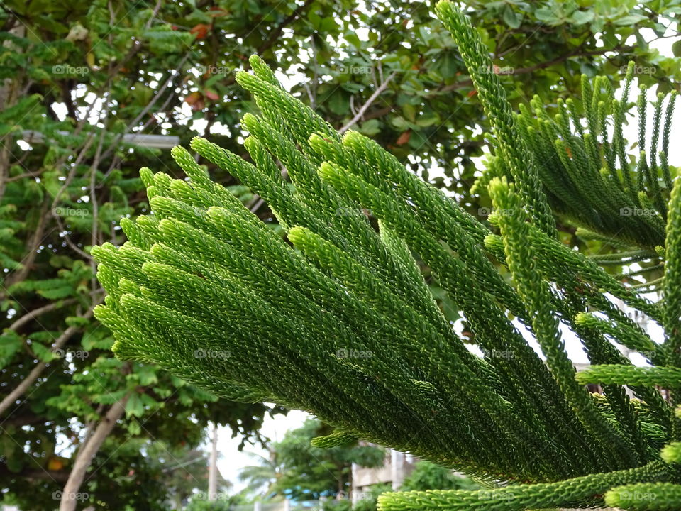 beautiful Garden tree