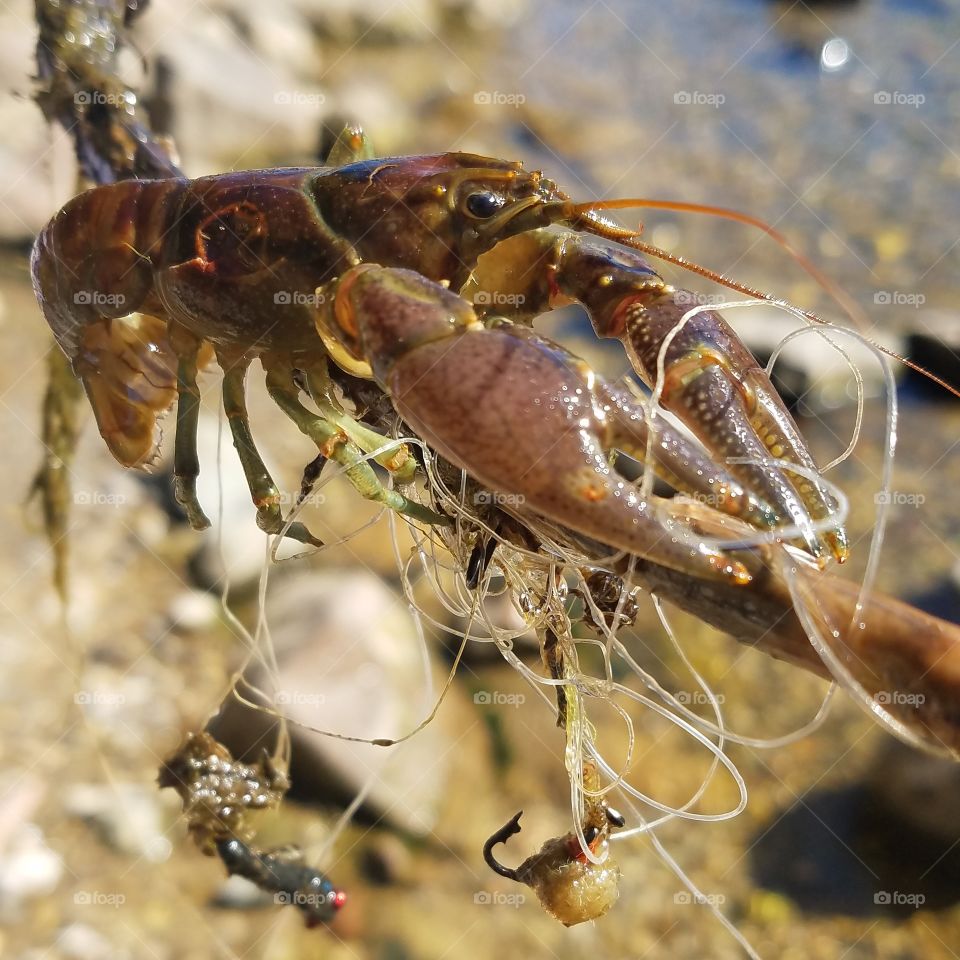 Crawdad Caught in Fishing Line on a Stick