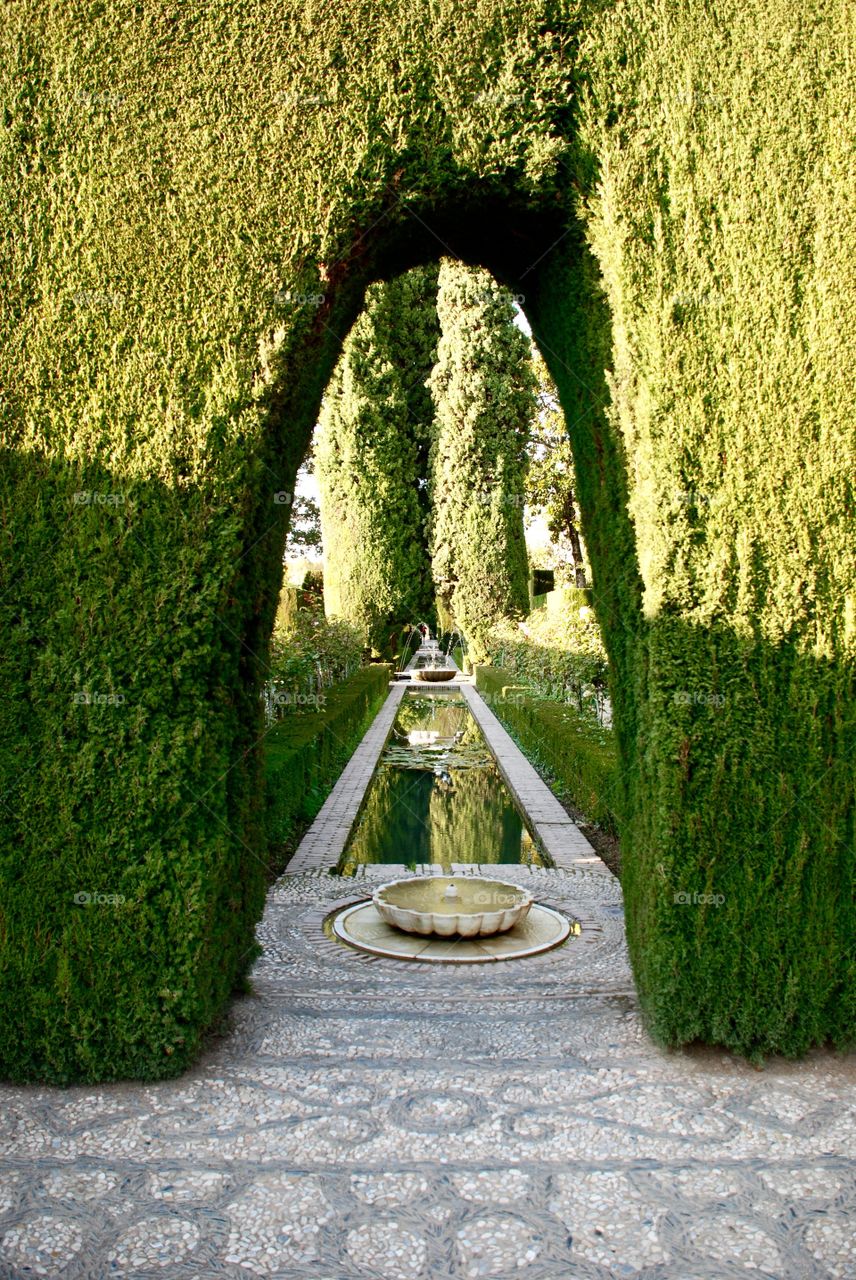 View through the hedge. 
