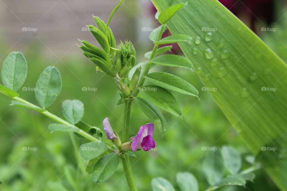 Purple common vetch in spring with dew on leaves 