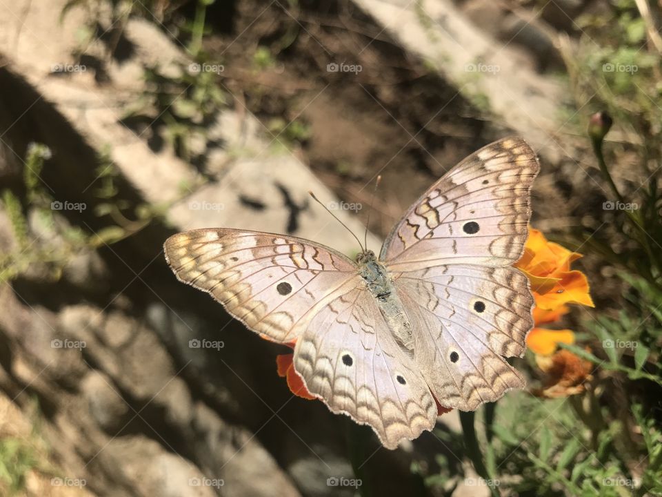 Mariposa maravillosa en flor de primavera 