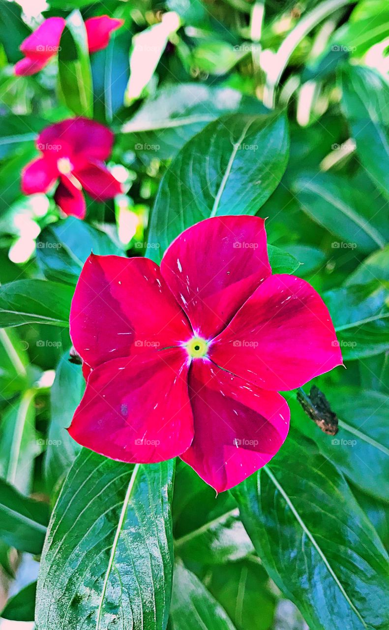 Red flowers 