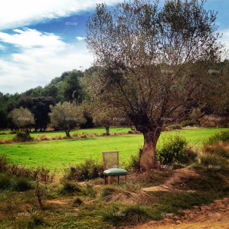 Chair & olive tree