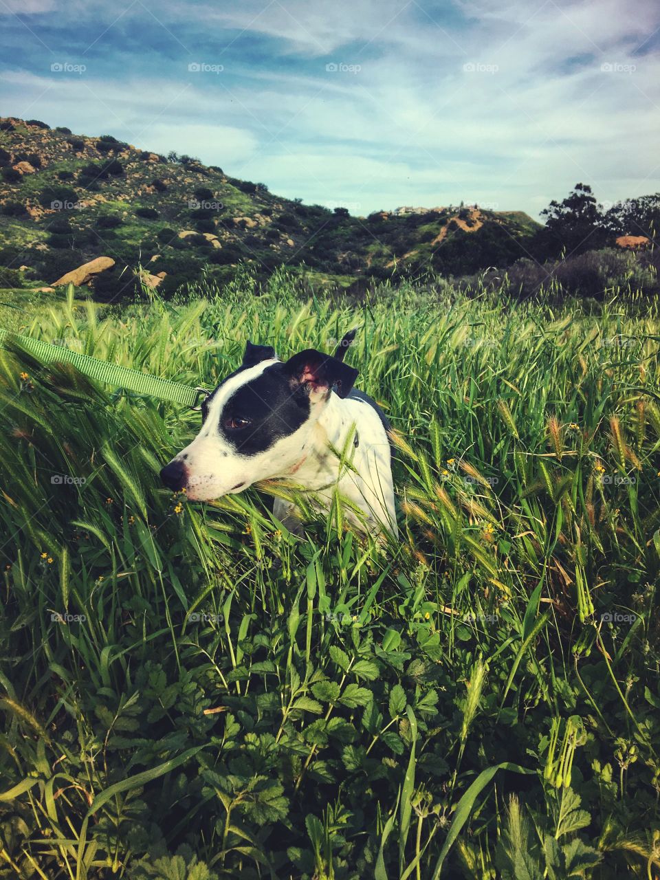 Close-up of terrier dog on field