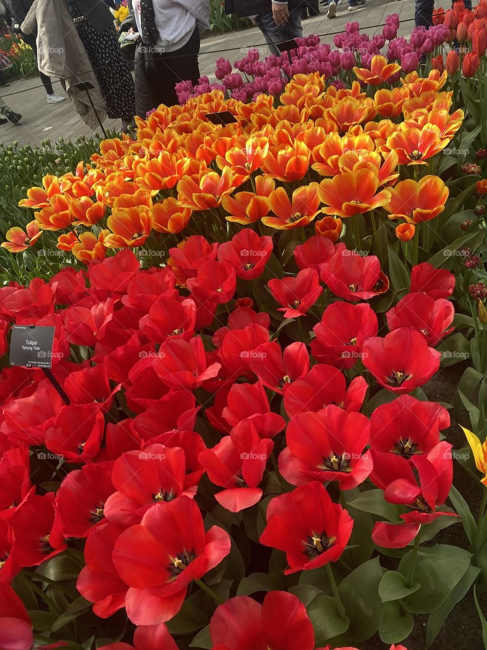 Wonderful tulips in the exhibition 