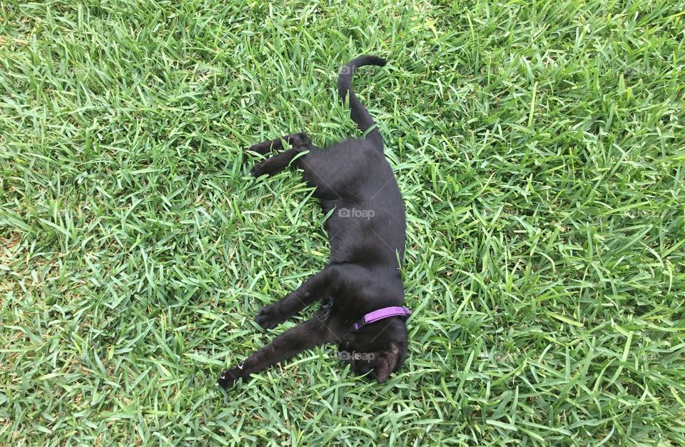 Black kitten laying down in grass