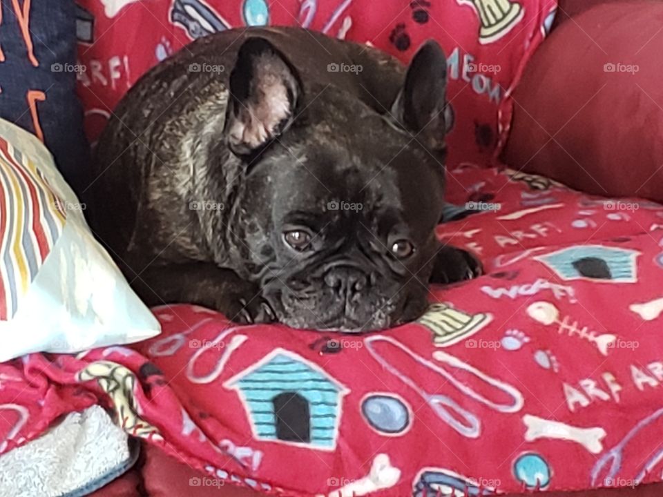 French Bulldog laying on her new blanket