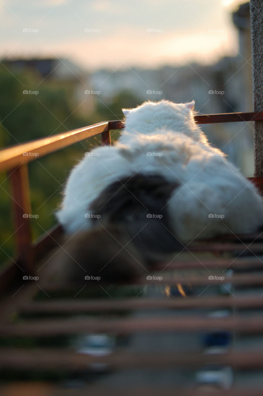 cat on the balcony